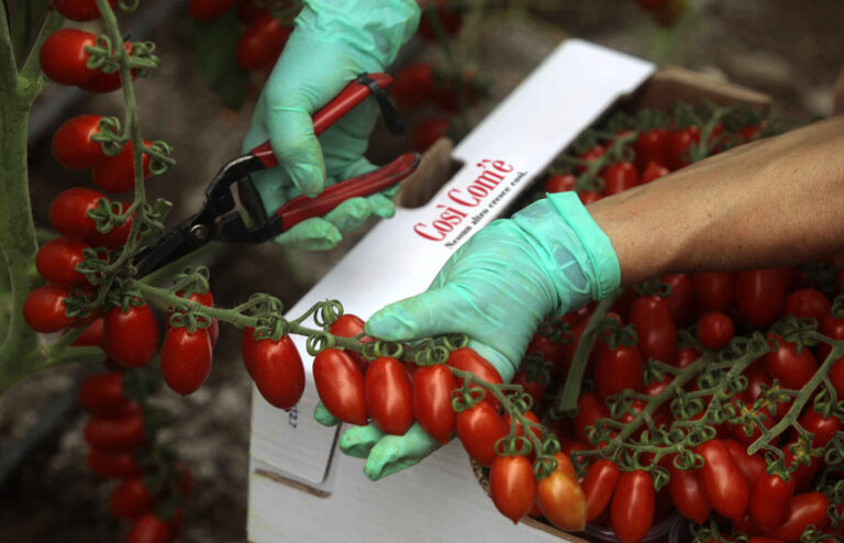 Conserve di pomodoro: ecco le etichette con i tempi di cottura ispirate alla pasta
