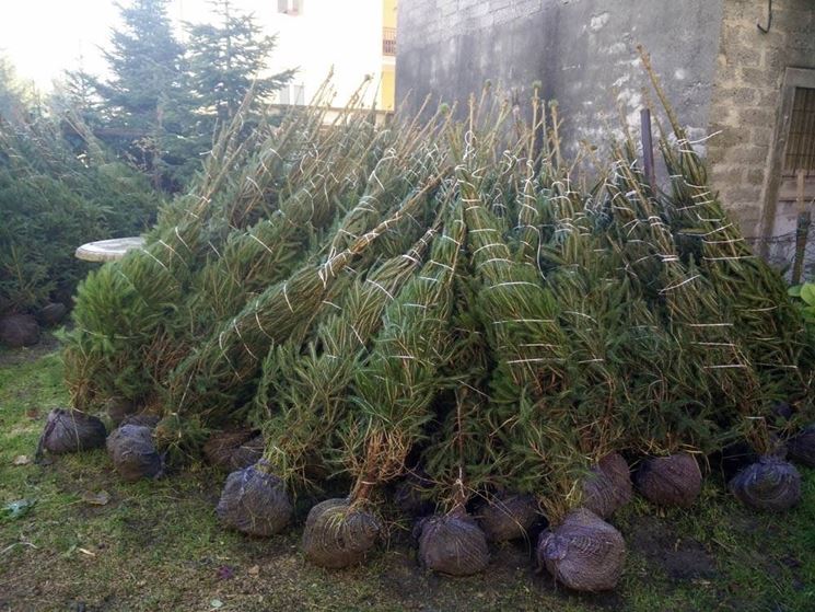 Napoli: rubano albero da un vivaio, proprietari li inseguono, li speronano e aggrediscono. Tutti denunciati Napoli: rubano albero da un vivaio, proprietari li inseguono, li speronano e aggrediscono. Tutti denunciati