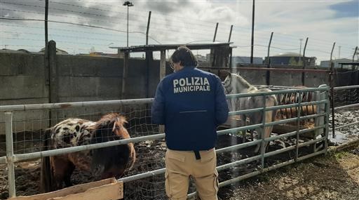 Una fattoria abusiva che maltrattava gli animali a Ponticelli: scatta il sequestro della Polizia Locale