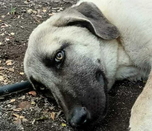 Torre del Greco: avviso pubblico per il tutoraggio dei cani di quartiere