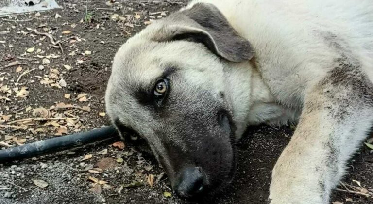 Torre del Greco: avviso pubblico per il tutoraggio dei cani di quartiere