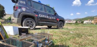 Boscoreale: detenzione di fauna protetta, un denunciato
