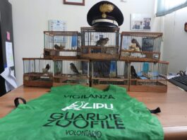 Operazione Antibracconaggio: controllata l’abitazione di un noto bracconiere di Acerra