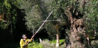 Concluso il corso “Potare Lento”: nuove opportunità per inserirsi nel mondo del lavoro come potatori d’olivo
