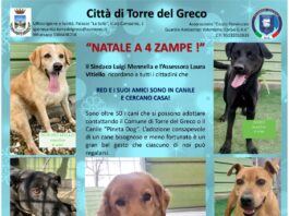 Torre del Greco: “Natale a 4 zampe” per adottare i 50 randagi ospiti in canile