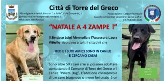 Torre del Greco: “Natale a 4 zampe” per adottare i 50 randagi ospiti in canile