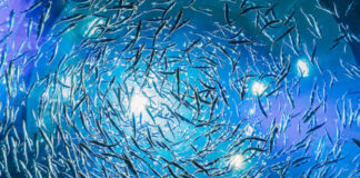 Vico Equense, finanziato il progetto Pesca in Campania: qualità e tracciabilità