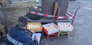 Provole affumicate bruciando i rifiuti a Vico Equense: gravi rischi per la salute dei consumatori