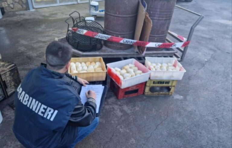 Provole affumicate bruciando i rifiuti a Vico Equense: gravi rischi per la salute dei consumatori