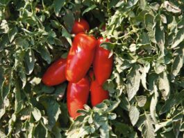 Marigliano: "Storie di Cibo e Territorio" racconta per due giorni il pomodoro San Marzano. Appuntamento il 16 e il 17 gennaio