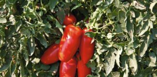 Marigliano: due giorni dedicati al pomodoro San Marzano Marigliano: "Storie di Cibo e Territorio" racconta per due giorni il pomodoro San Marzano. Appuntamento il 16 e il 17 gennaio
