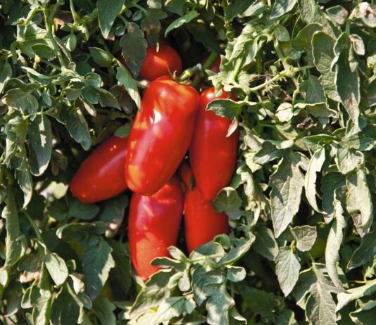 Marigliano: "Storie di Cibo e Territorio" racconta per due giorni il pomodoro San Marzano. Appuntamento il 16 e il 17 gennaio