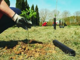 Sostenibilità: Intesa Sanpaolo pianta 1.000 alberi nel parco nazionale del Vesuvio