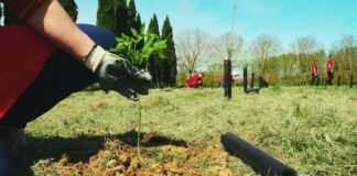 Sostenibilità: Intesa Sanpaolo pianta 1.000 alberi nel parco nazionale del Vesuvio