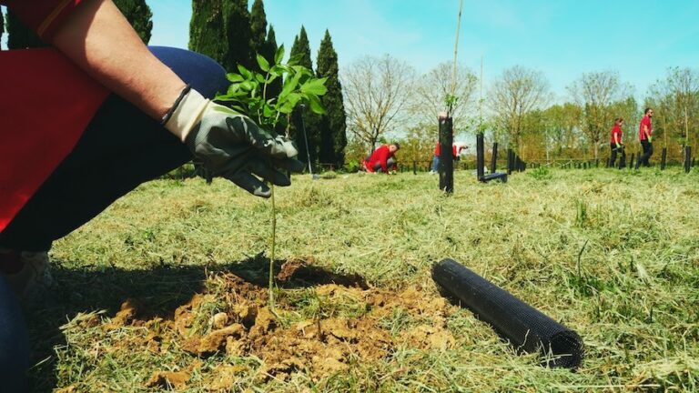 Sostenibilità: Intesa Sanpaolo pianta 1.000 alberi nel parco nazionale del Vesuvio