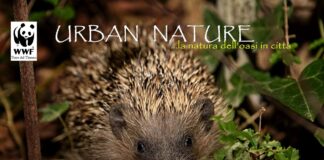 "Urban Nature... la natura dell'oasi in città" il calendario 2024 del WWF terre del tirreno
