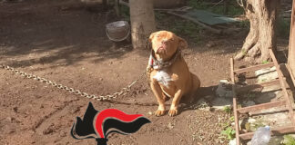 Pimonte, pitbull in stato di abbandono tra rifiuti e degrado: denunciato il proprietario 64enne. Il blitz dei Carabinieri dopo una segnalazione