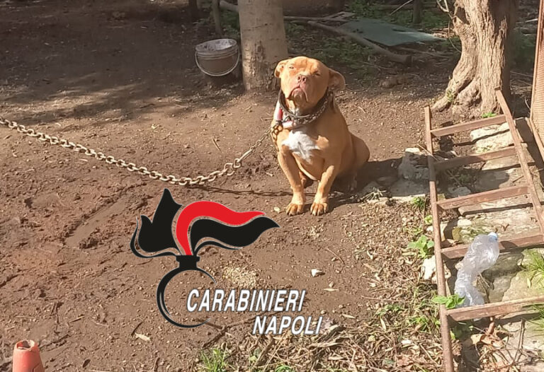 Pimonte, pitbull in stato di abbandono: denunciato il proprietario