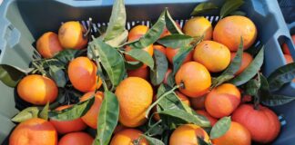 SorrentoOrangeWeek contro lo spreco alimentare