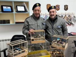 Dieci cardellini, illegalmente detenuti, salvati in un negozio di animali a Secondigliano