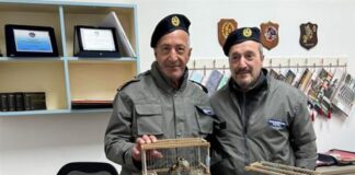 Dieci cardellini, illegalmente detenuti, salvati in un negozio di animali a Secondigliano
