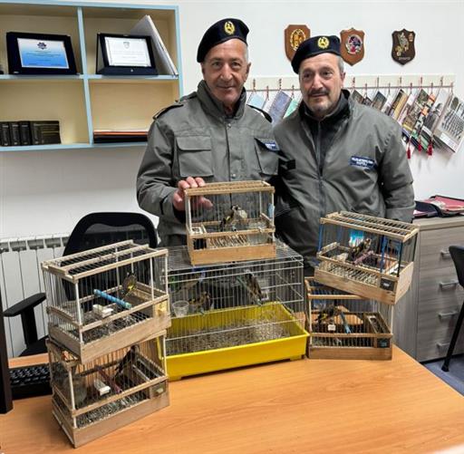Dieci cardellini, illegalmente detenuti, salvati in un negozio di animali a Secondigliano
