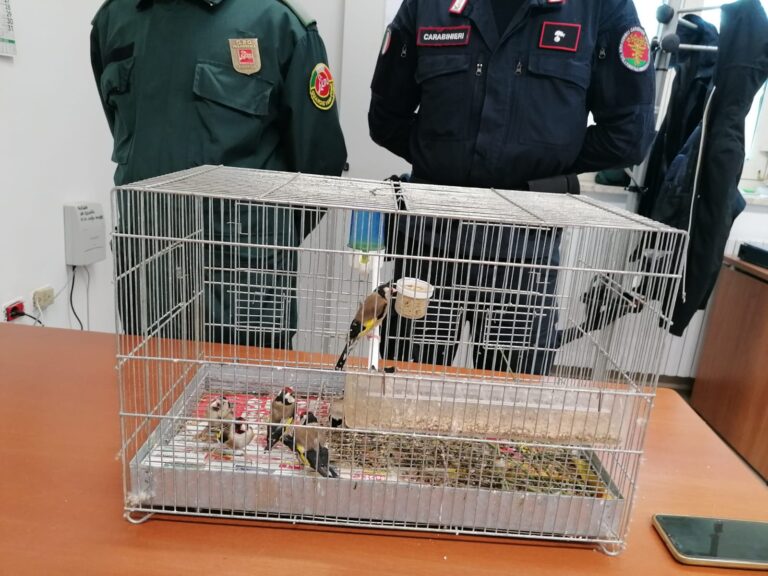 Polvica, denunciato 47enne per detenzione illegale di 5 cardellini