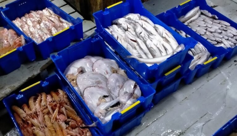 Torre del Greco: pescato locale, incontro nelle scuole