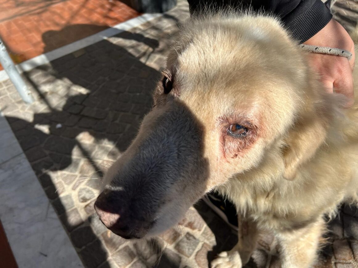 Napoli, salvato dell'OIPA un cane incatenato e abbandonato