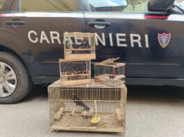 Napoli, Chiaiano, salvati 5 cardellini e 1 merlo da Carabinieri e Guardie Lipu