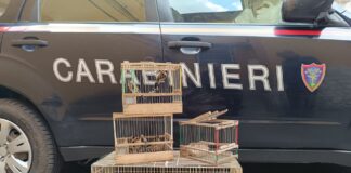 Napoli, Chiaiano, salvati 5 cardellini e 1 merlo da Carabinieri e Guardie Lipu