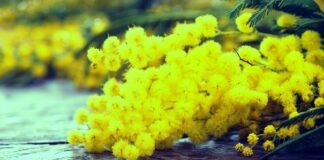 L'8 marzo è la Giornata della Donna, la ricorrenza storica, il perché della mimosa