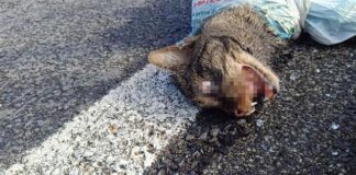 A Quarto gatto torturato ed ucciso ritrovato in strada, Borrelli (Avs): “Contro queste barbiere poche armi e inefficaci”