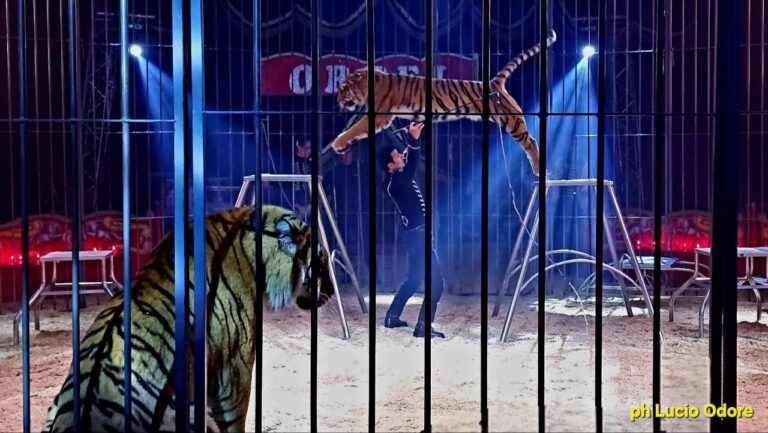 Al domatore di tigri e leoni Alex Franchetti il premio Circo in Campania Al domatore di tigri e leoni Alex Franchetti il premio Circo in Campania