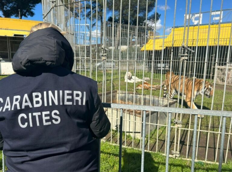 Sequestrate in un circo ad Afragola 8 tigri, due mutilate degli artigli. Denunciato il proprietario Sequestrate in un circo ad Afragola 8 tigri, due mutilate degli artigli. Denunciato il proprietario