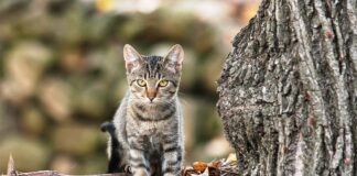 A Napoli il Garante per la Tutela degli Animali