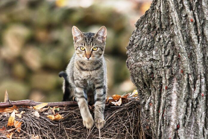 A Napoli il Garante per la Tutela degli Animali