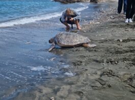 Liberate 3 tartarughe nel mare di Punta Campanella