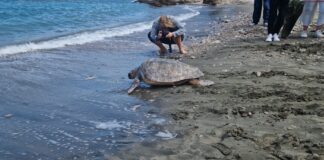 Liberate 3 tartarughe nel mare di Punta Campanella