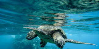 Castellabate diventa comune amico delle tartarughe marine con il progetto "Life Turtlenest"