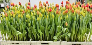 Casalnuovo, “Mille Tulipani” al Parco delle Chiocciole il 25 aprile Casalnuovo di Napoli, “Mille Tulipani”: Van Gogh e Monet per la festa della Liberazione al Parco delle Chiocciole