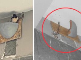 Meta: distrutto ancora un nido di rondini. Scatta la denunciata del WWF