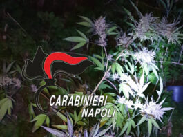 Frattamaggiore: droga e una piccola piantagione di cannabis in casa. Arrestano 58enne