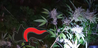 Frattamaggiore: droga e una piccola piantagione di cannabis in casa. Arrestano 58enne