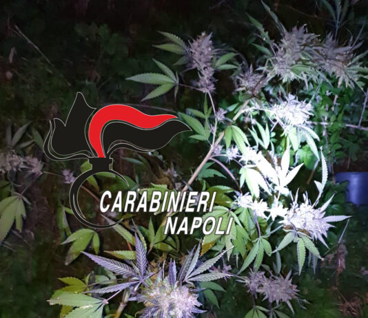 Frattamaggiore: droga e una piccola piantagione di cannabis in casa. Arrestano 58enne