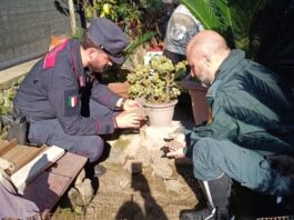 Mugnano di Napoli: sequestrate 15 testuggini e denunciato un 60enne