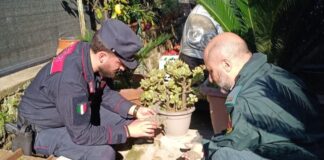 Mugnano di Napoli: sequestrate 15 testuggini e denunciato un 60enne