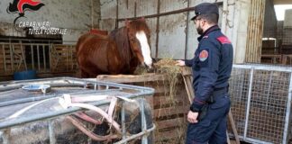 Giugliano, scuderia abusiva e inquinante sequestrata dai Carabinieri Forestali