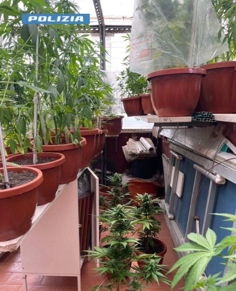 San Giovanni a Teduccio: nasconde una serra di marijuana in casa. Arrestato 51enne