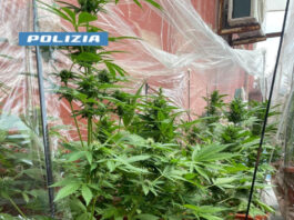 San Giovanni a Teduccio: nasconde una serra di marijuana in casa. Arrestato 51enne